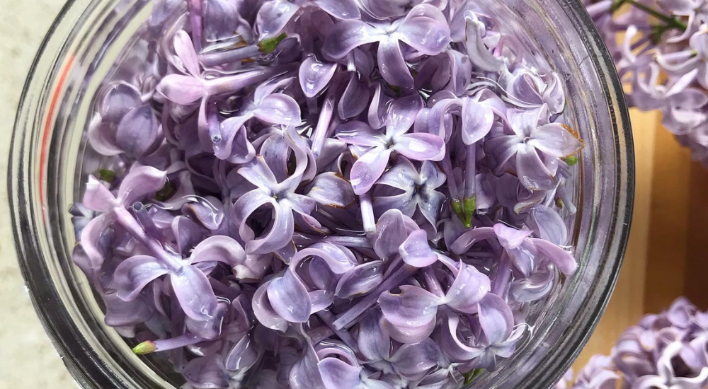 fawn Lily Botanica | lilac flowers freshly picked in jar