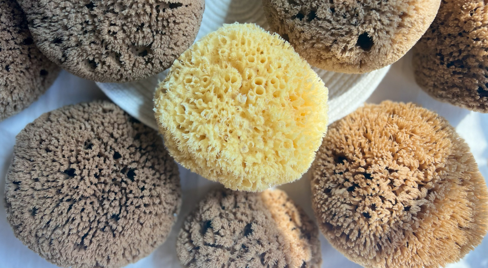Fawn Lily Botanica | Premium bleached and unbleached whole form sponges, sustainably harvested, eco friendly bathing sponge