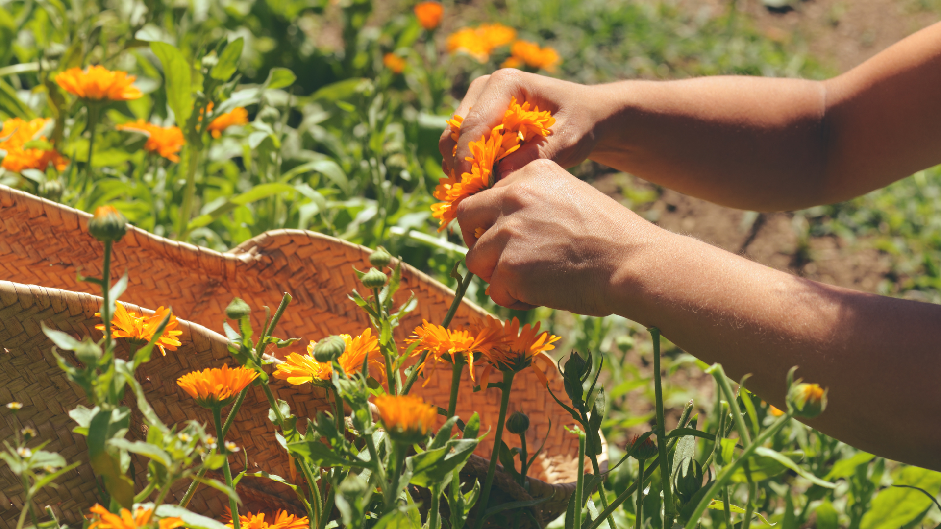 Fawn Lily Botanica products are handcrafted in small batches in Oregon USA Made