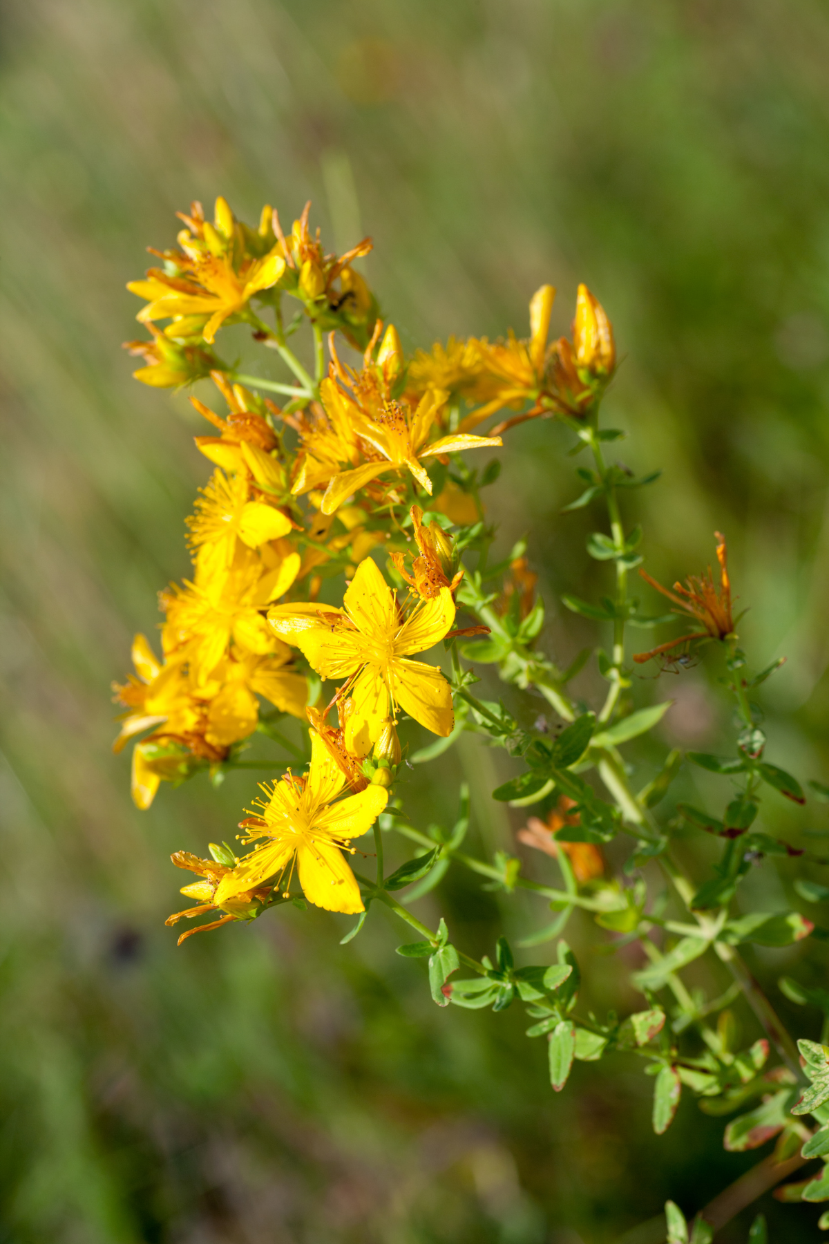 ORGANIC ST. JOHN'S WORT HYDROSOL - NEW!