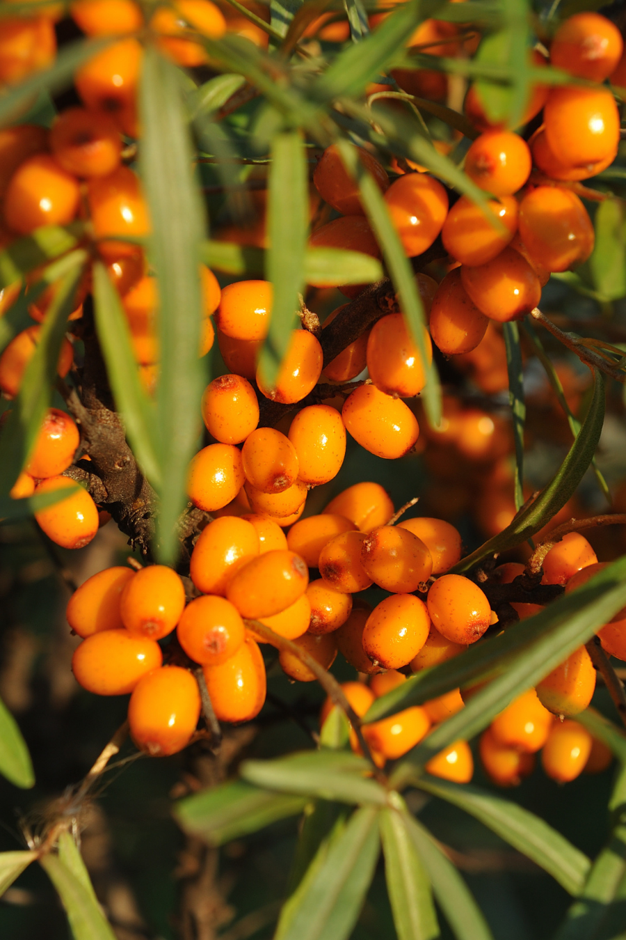 SEASONAL FACIAL SERUM - LIMITED EDITION