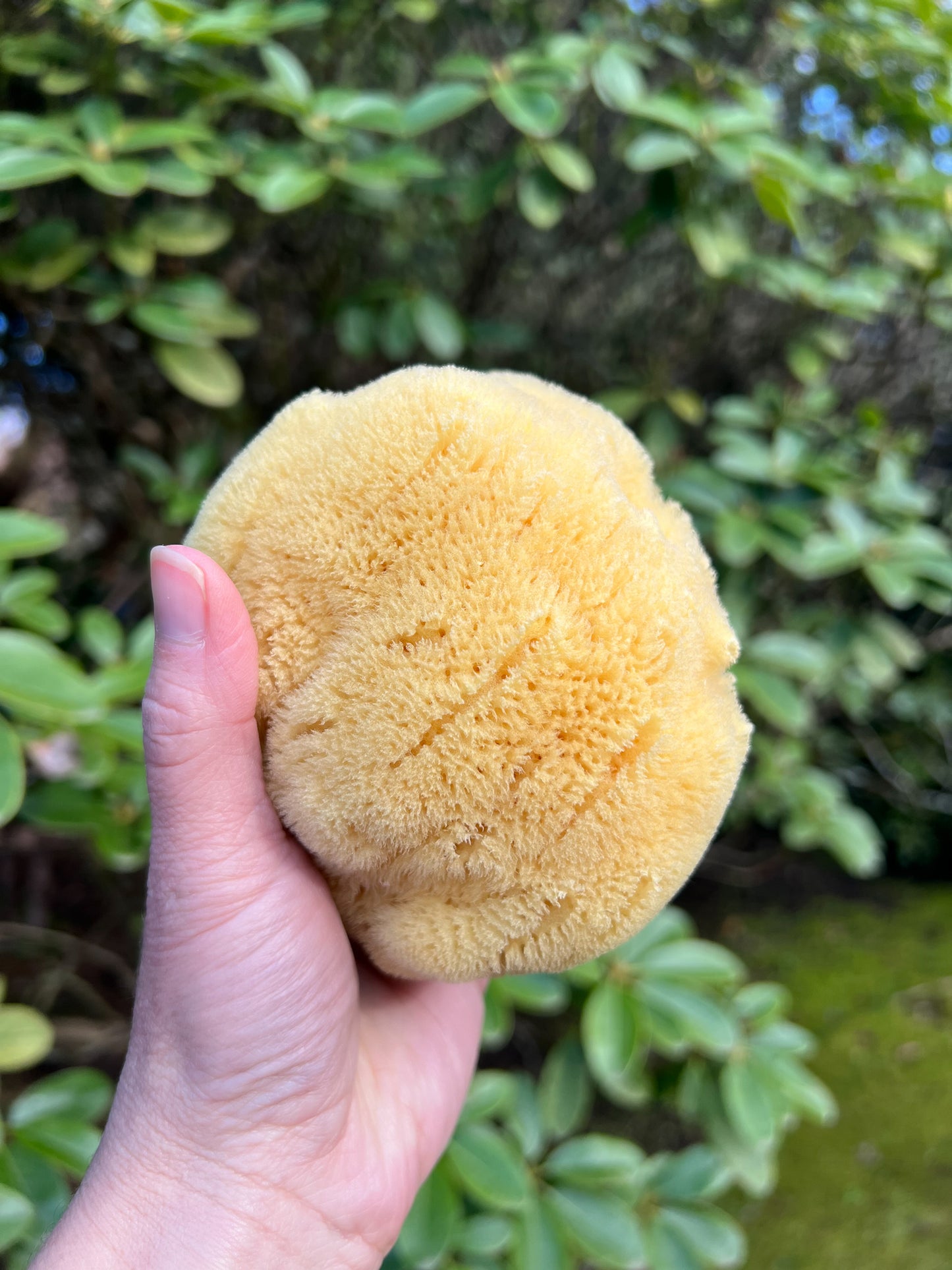 Fawn Lily Botanica | Silk Baby Sea Sponge, gentle bathing for sensitive skin, children, and babies