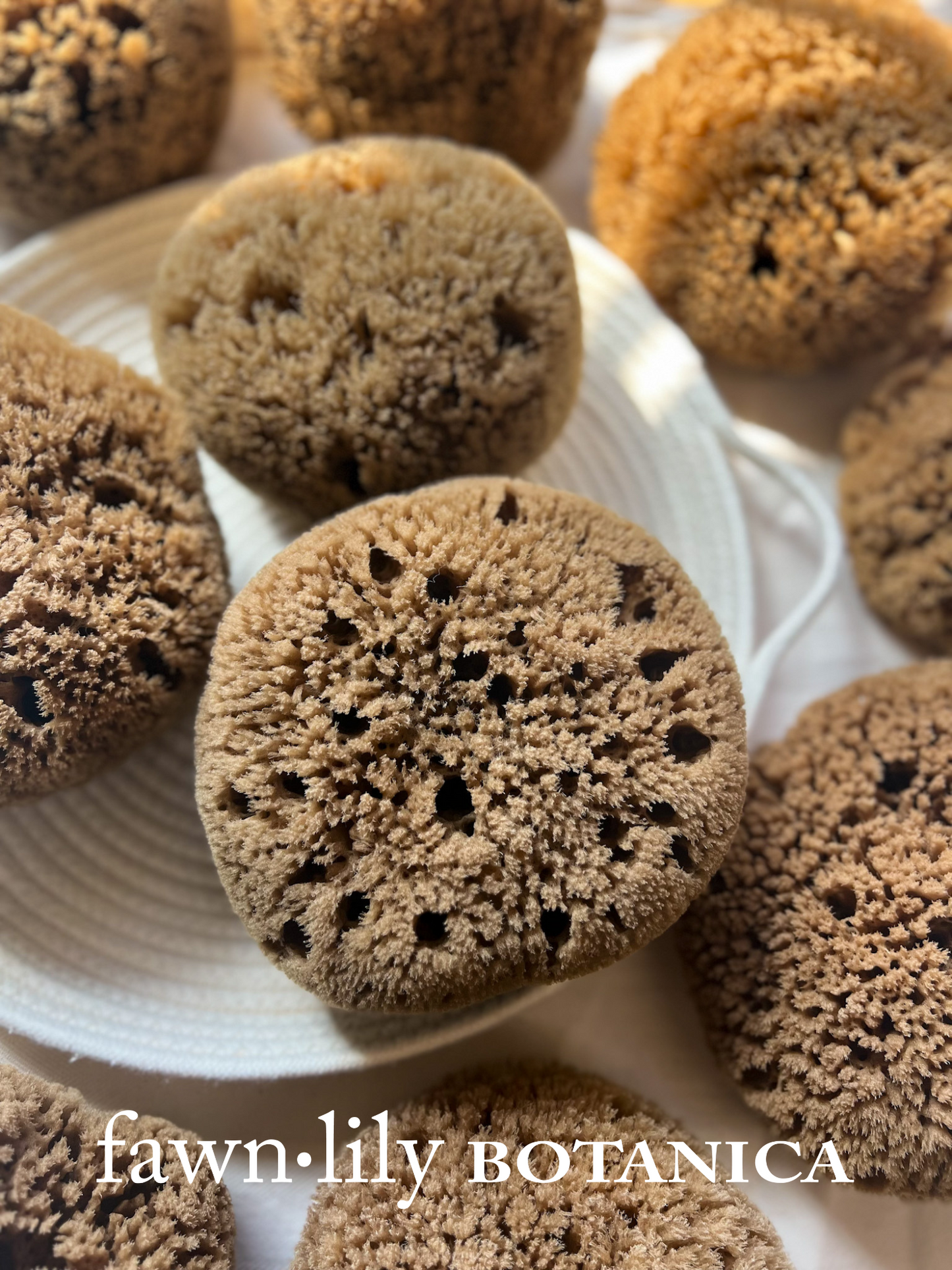 Fawn Lily Botanica | natural and unbleached high quality sea sponges for bathing, sustainably harvested
