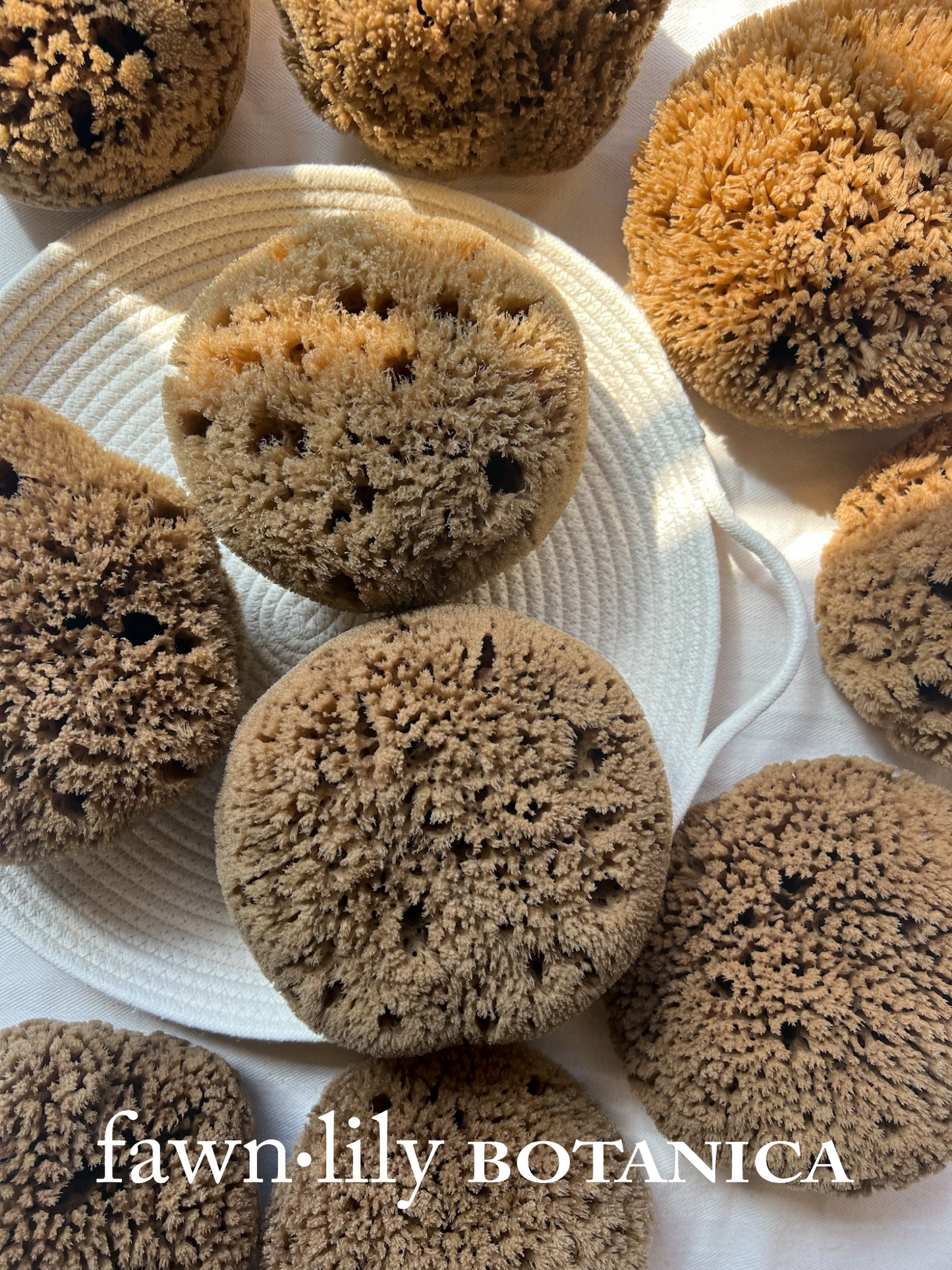 Fawn Lily Botanica | unbleached and natural, highest quality bath sea sponges for bathing, sustainably harvested and eco friendly