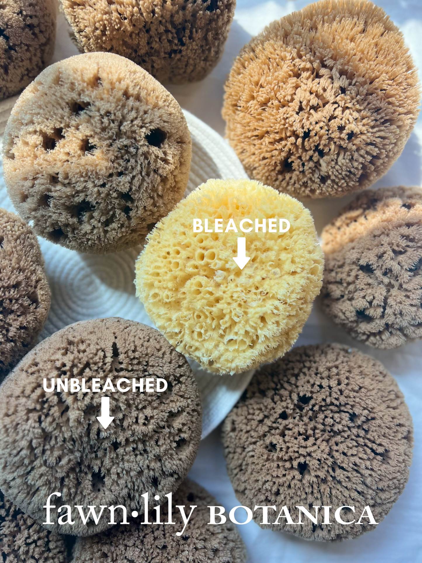 Fawn Lily Botanica | unbleached vs bleached high quality sea sponges for bathing, sustainably harvested and eco friendly