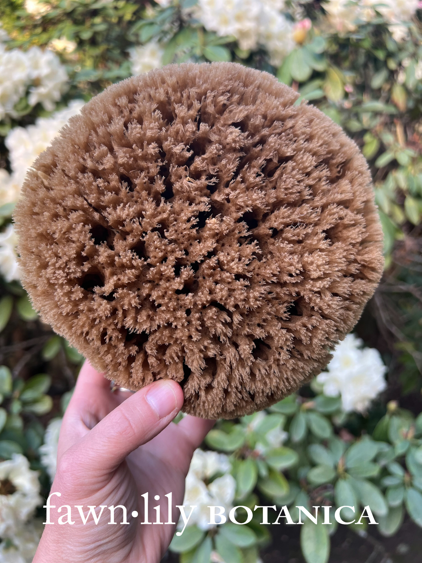 Fawn Lily Botanica | unbleached high quality sea sponges for bathing, sustainably harvested and eco friendly