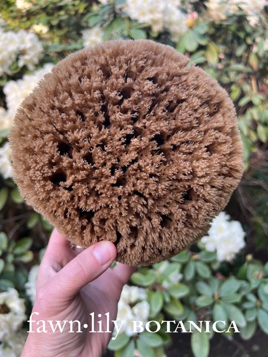 Fawn Lily Botanica | unbleached high quality sea sponges for bathing, sustainably harvested and eco friendly