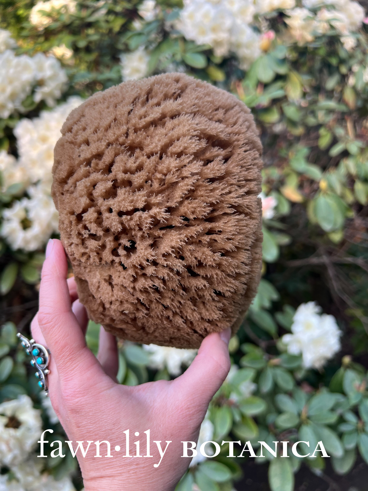 Fawn Lily Botanica | unbleached high quality sea sponges, sustainable bathing accessories