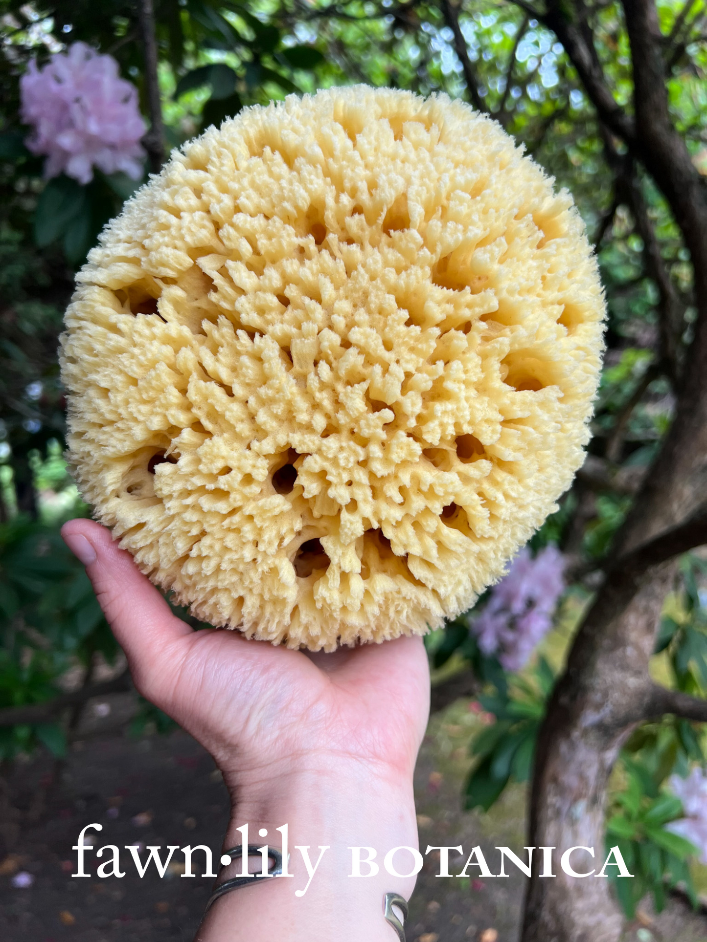 Fawn Lily Botanica | Premium Natural Sustainable Sea Bath Sponges, yellow bathing sponges