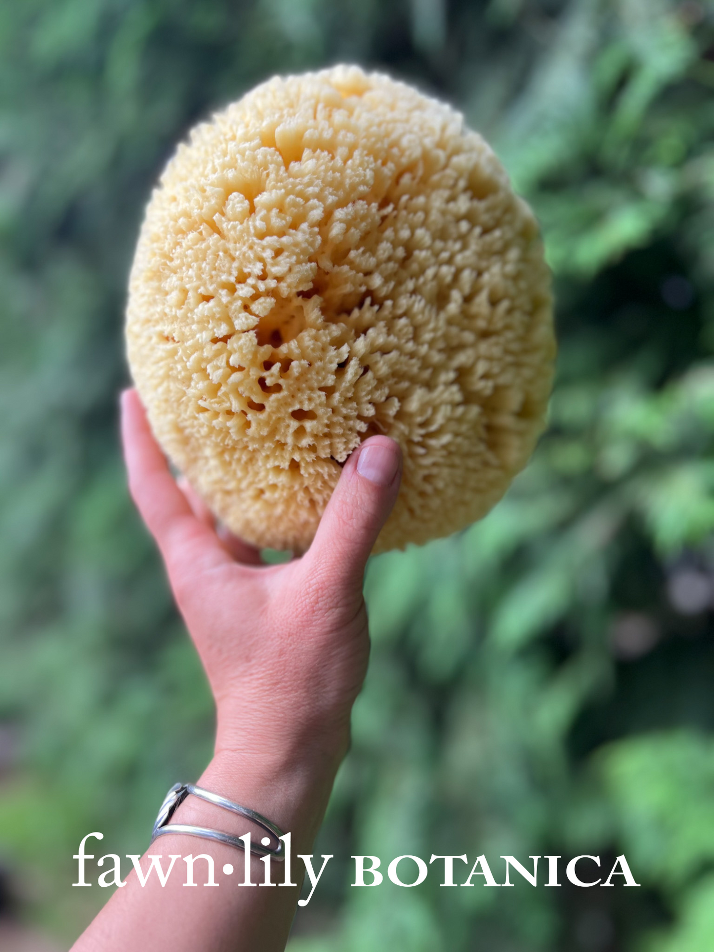 Fawn Lily Botanica | Premium Natural Sustainable Sea Bath Sponges, Gulf of Mexico
