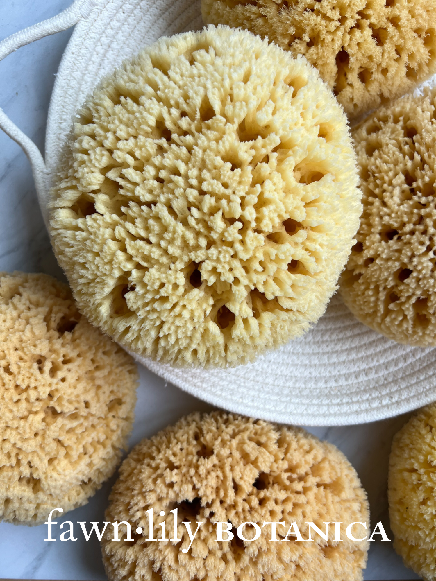 Fawn Lily Botanica | Premium Natural Sea Bath Sponges