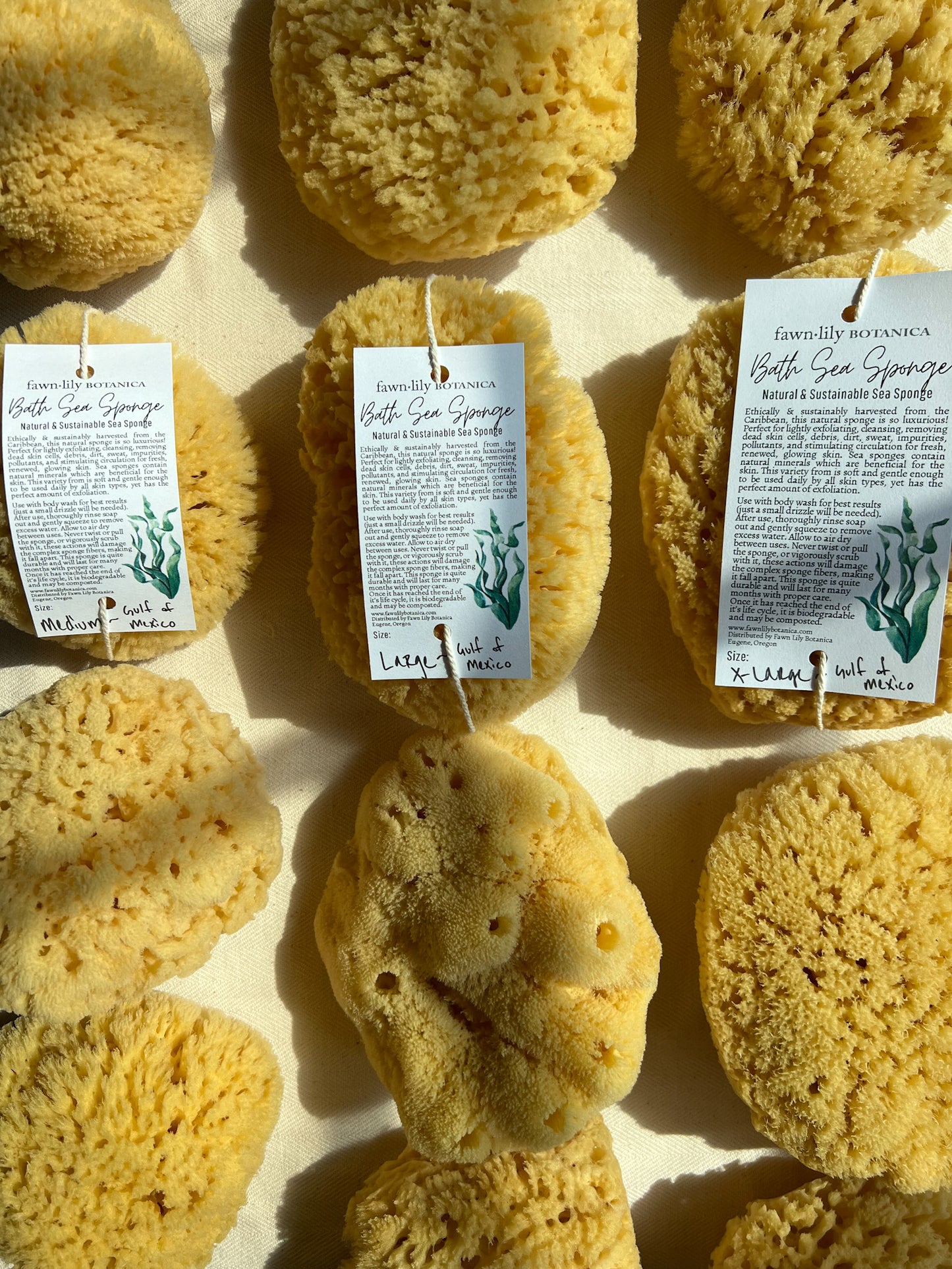Fawn Lily Botanica | High quality sea sponges for bathing from the Gulf of Mexico, eco-friendly and sustainable
