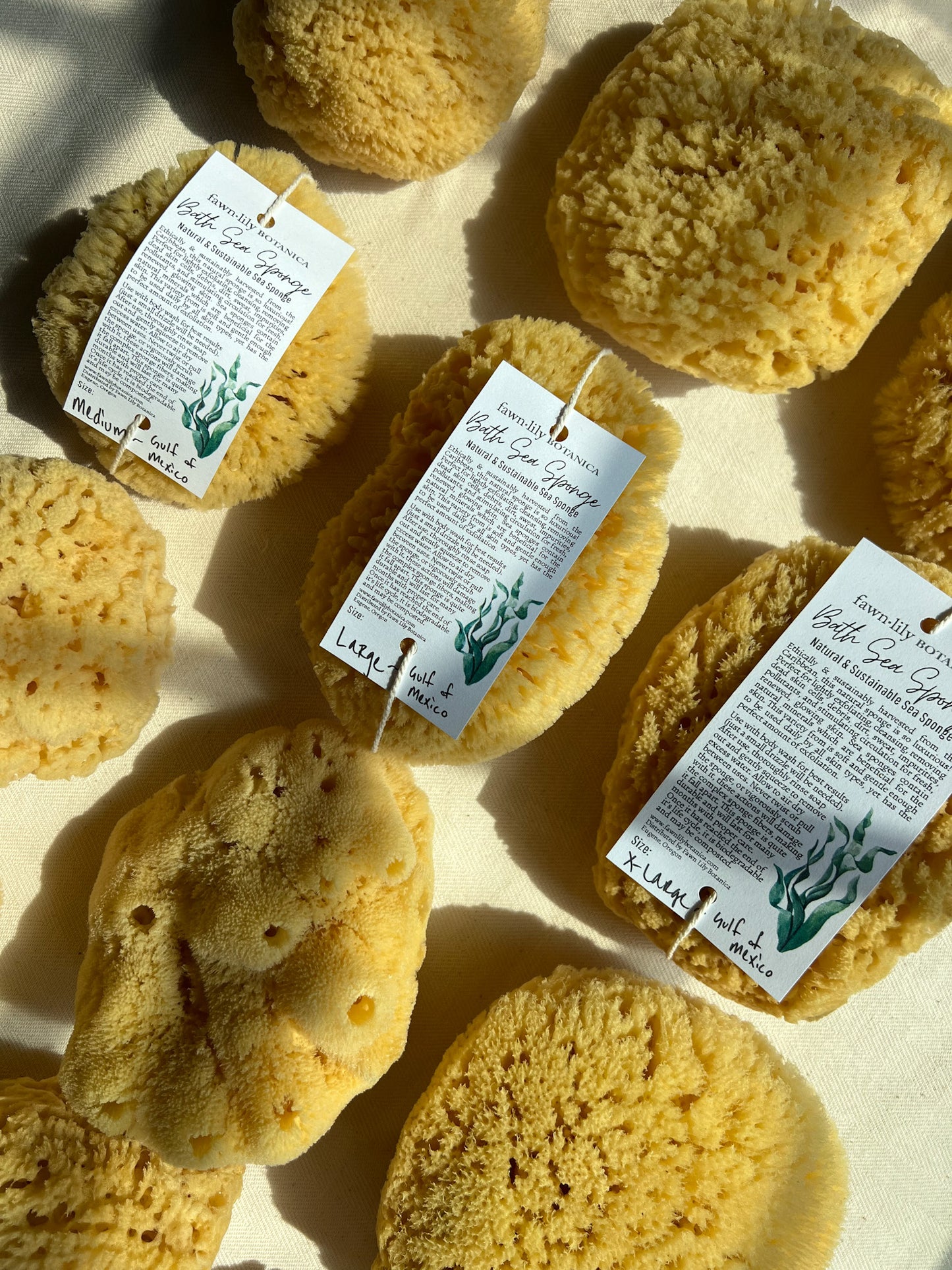 Fawn Lily Botanica | High quality sea sponges for bathing from the Gulf of Mexico, sponges for bathing