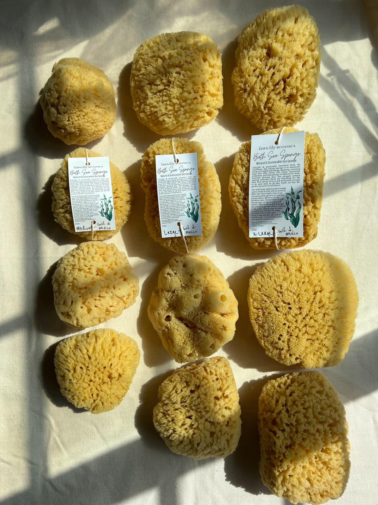 Fawn Lily Botanica | High quality sea sponges, sustainably harvested and environmentally friendly