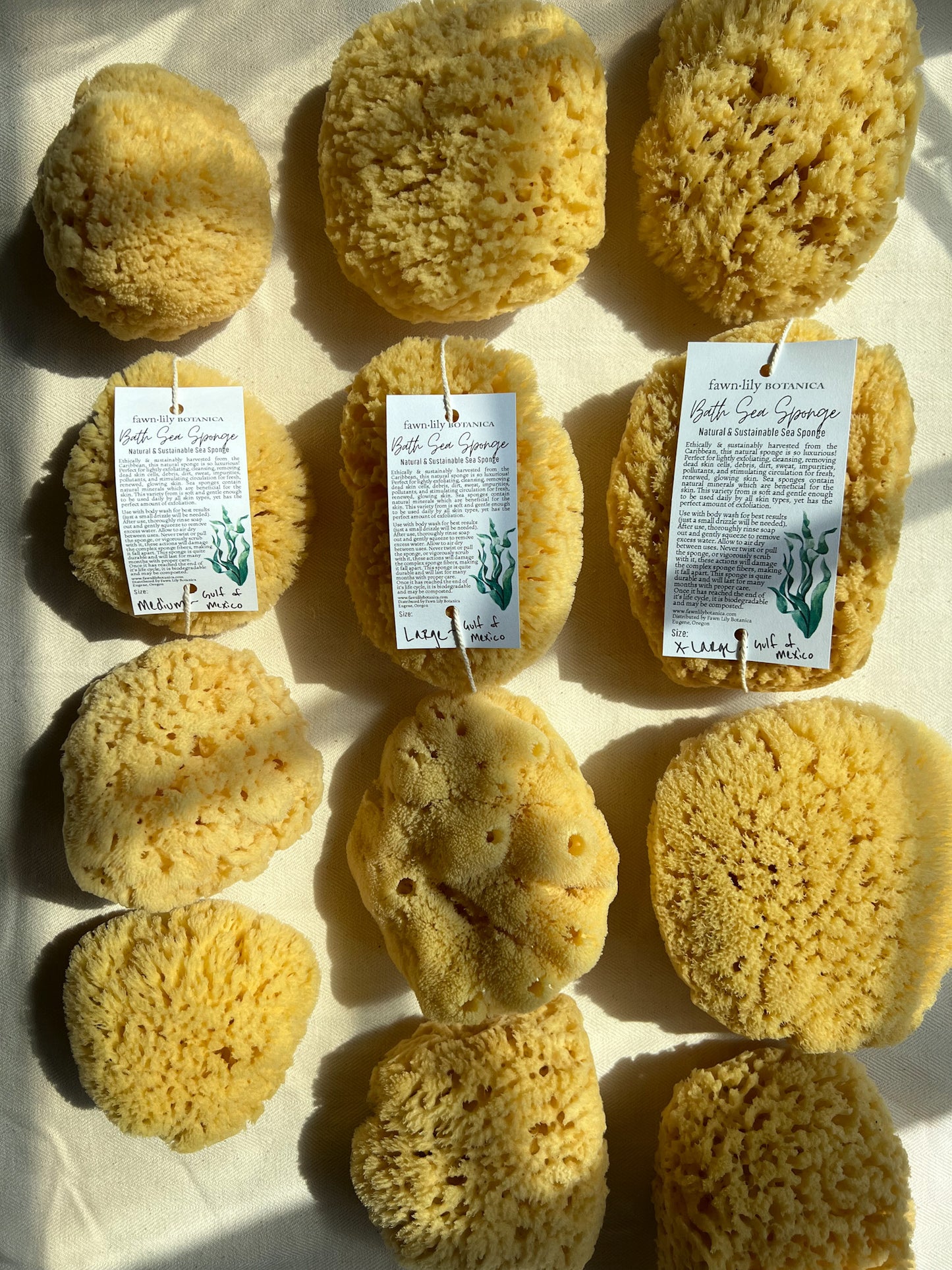 Fawn Lily Botanica | High quality sea sponges for bathing from the Gulf of Mexico, eco-friendly and sustainable. 3 sizes available