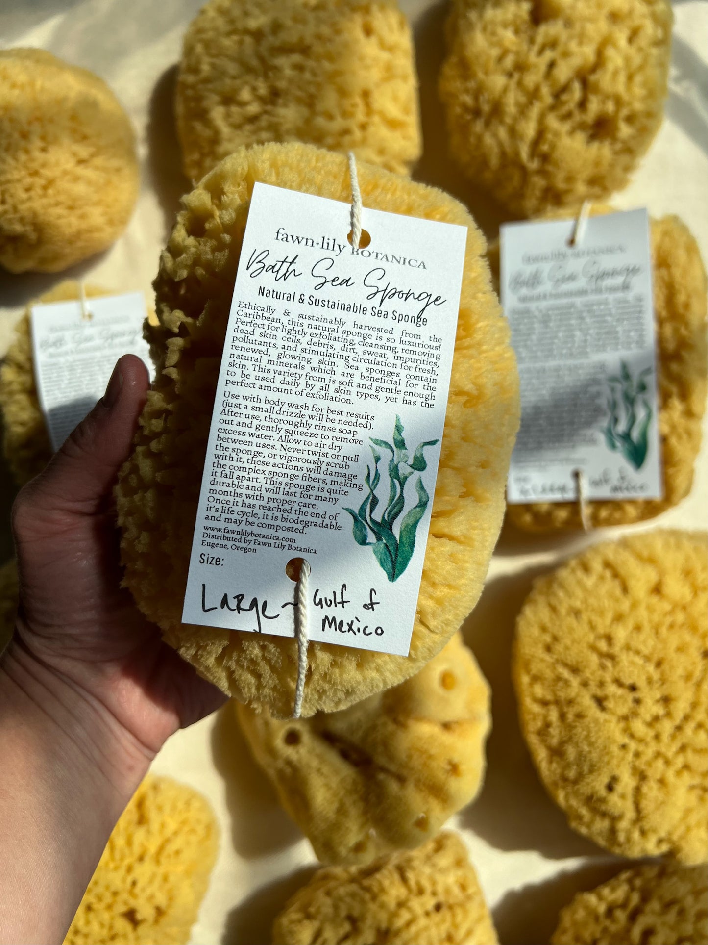 Fawn Lily Botanica | High quality sea sponges for bathing from the Gulf of Mexico, sustainable. Large size