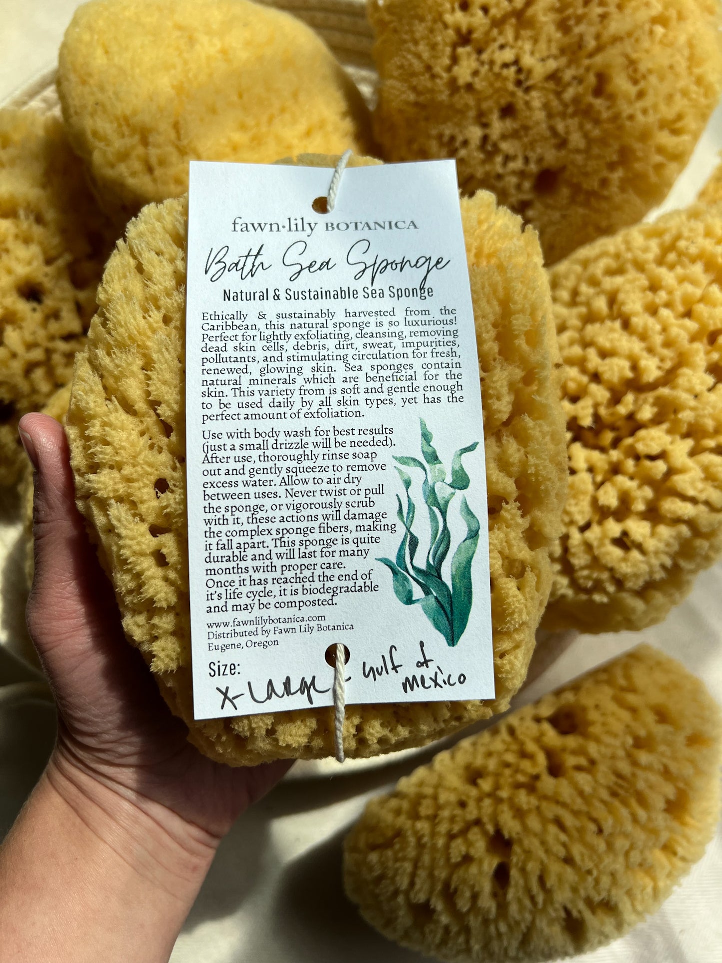 Fawn Lily Botanica | High quality sea sponges for bathing from the Gulf of Mexico, eco-friendly x-large