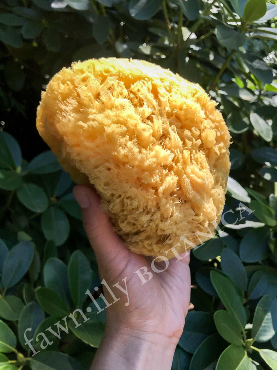 Extra Large Natural Sea Sponge 18cm - Chateau du Savon Ltd.