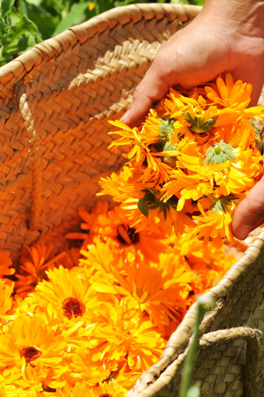 Fawn Lily Botanica | certified organic and preservative-free calendula flower hydrosol - soothing calming skincare
