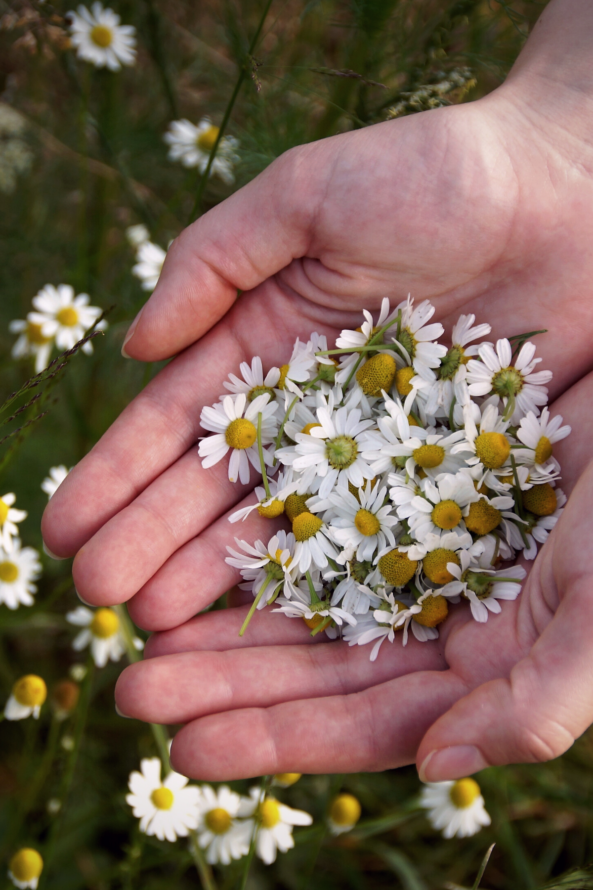 ORGANIC CHAMOMILE HYDROSOL | Fawn Lily Botanica - The best quality chamomile hydrosol! Preservative-free, distilled at low temperatures, completely natural, pure, and undiluted, with no additives, packaged in glass.