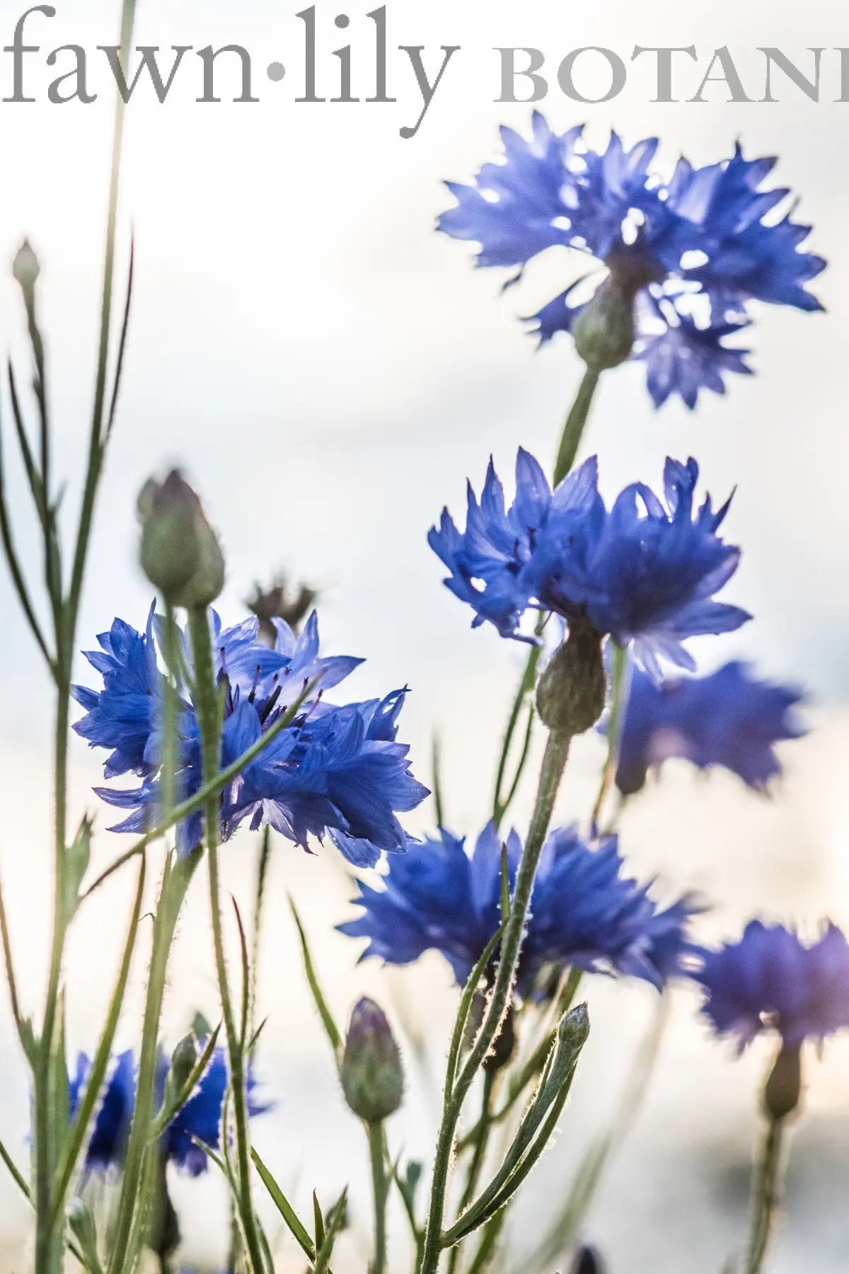 Fawn Lily Botanica | Organic and preservative-free Cornflower Hydrosol Facial Toner and Eye Compress
