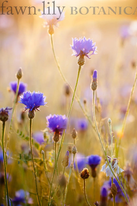 Fawn Lily Botanica | Certified Organic Blue Cornflower Hydrosol