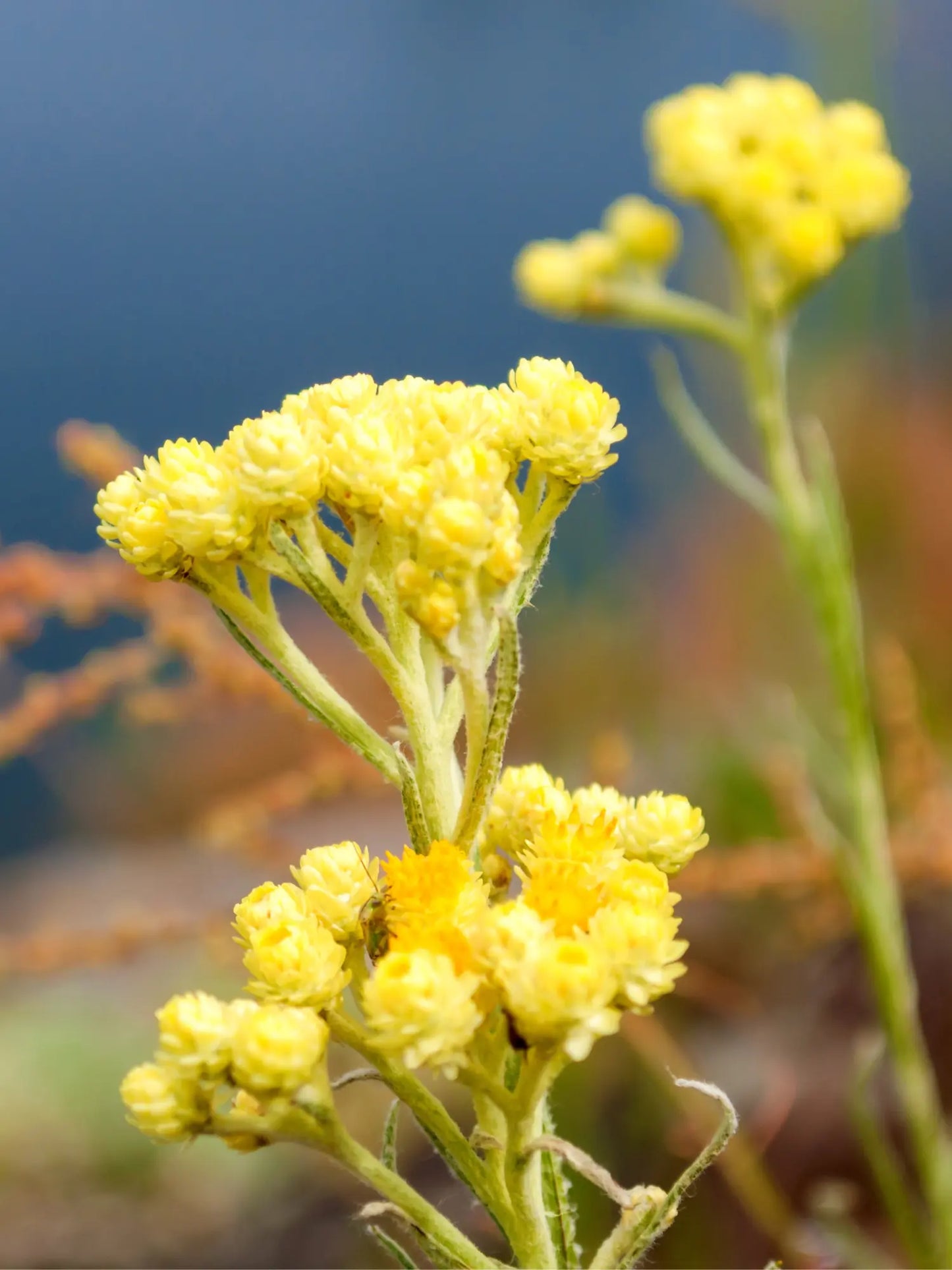ORGANIC HELICHRYSUM (IMMORTELLE) HYDROSOL - LIMITED EDITION Fawn Lily Botanica