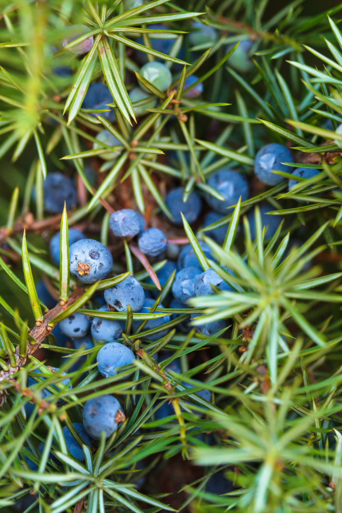 Fawn Lily Botanica | Certified Organic Juniper Hydrosol highest quality skincare