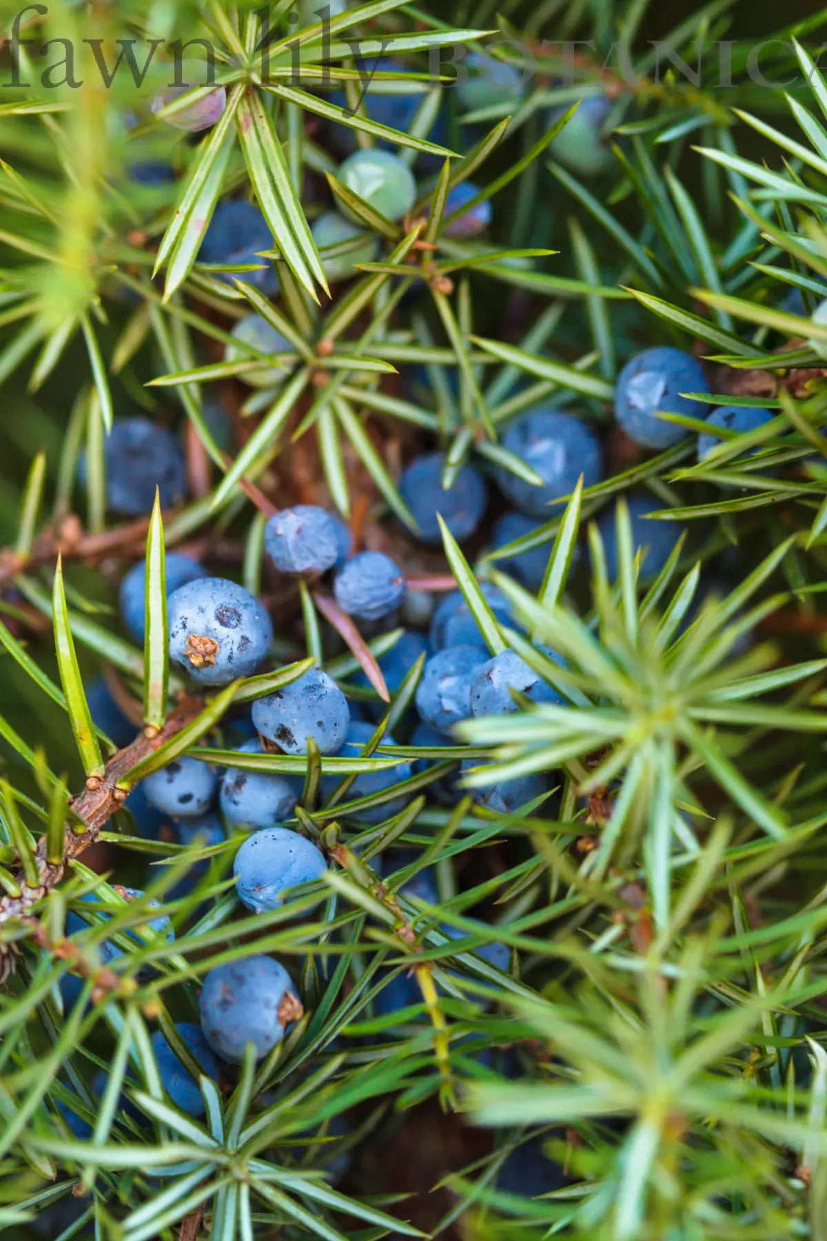 Fawn Lily Botanica | Certified Organic Juniper Hydrosol highest quality skincare