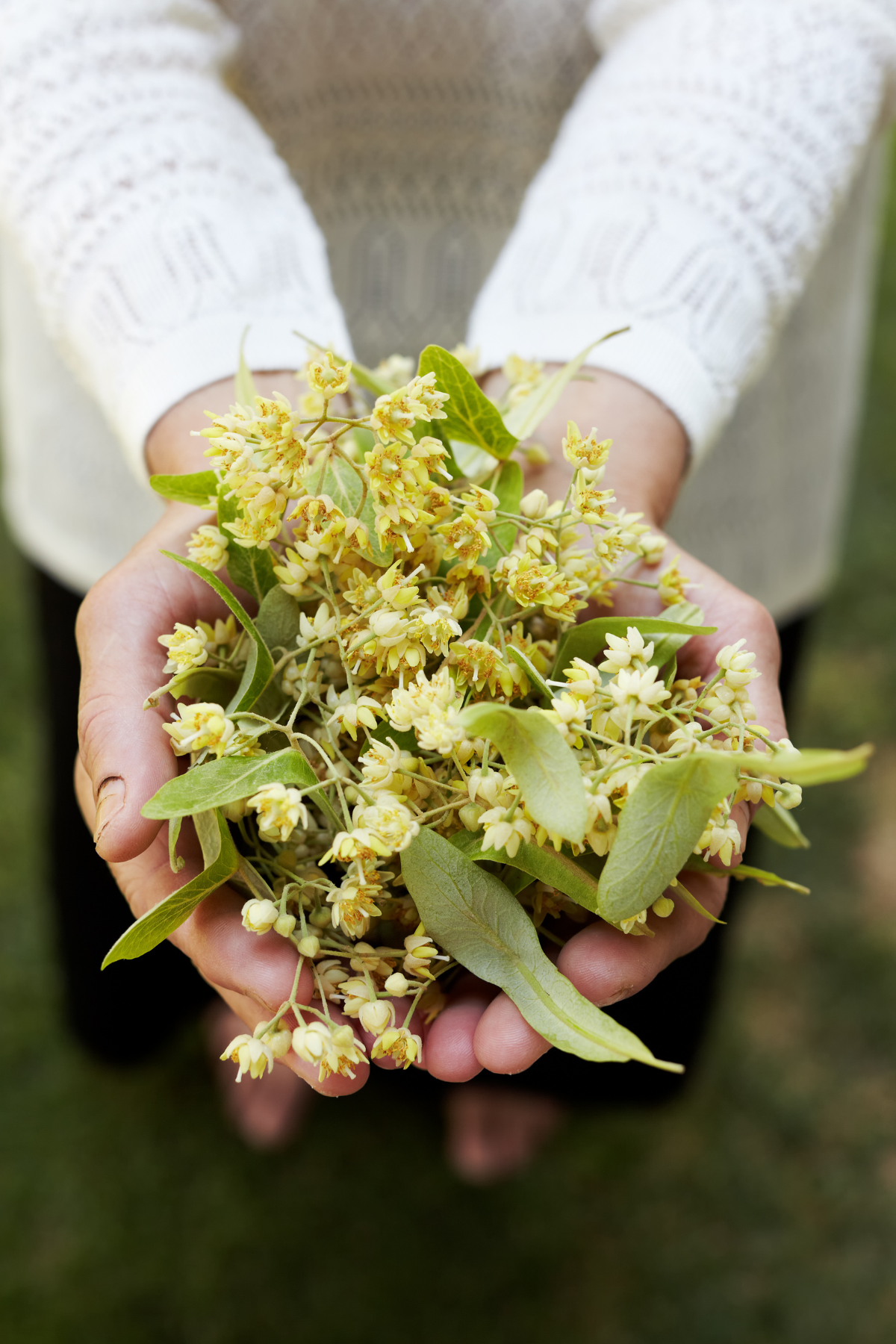Fawn Lily Botanica | Linden Flower Hydrosol - certified organic and preservative-free