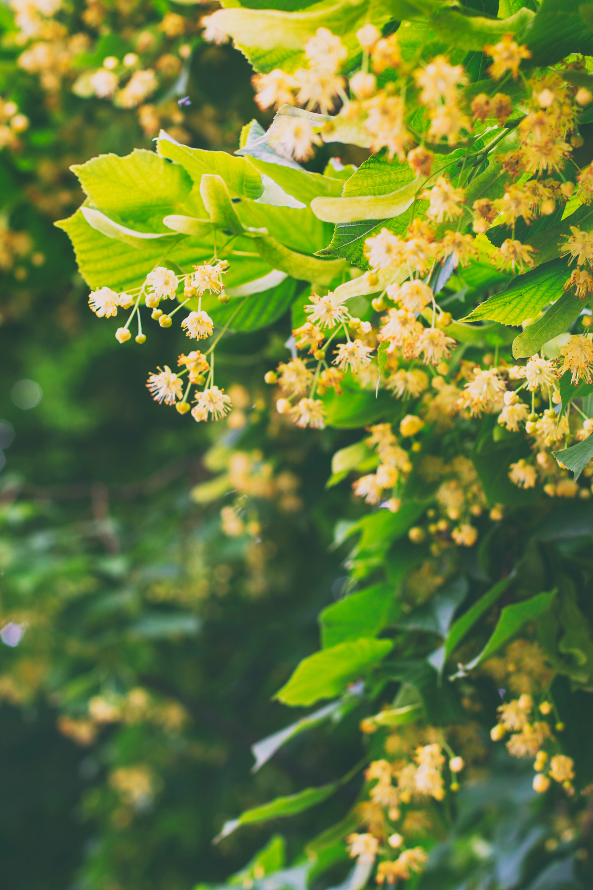 Fawn Lily Botanica | Linden Flower Hydrosol for dry, sensitive skin