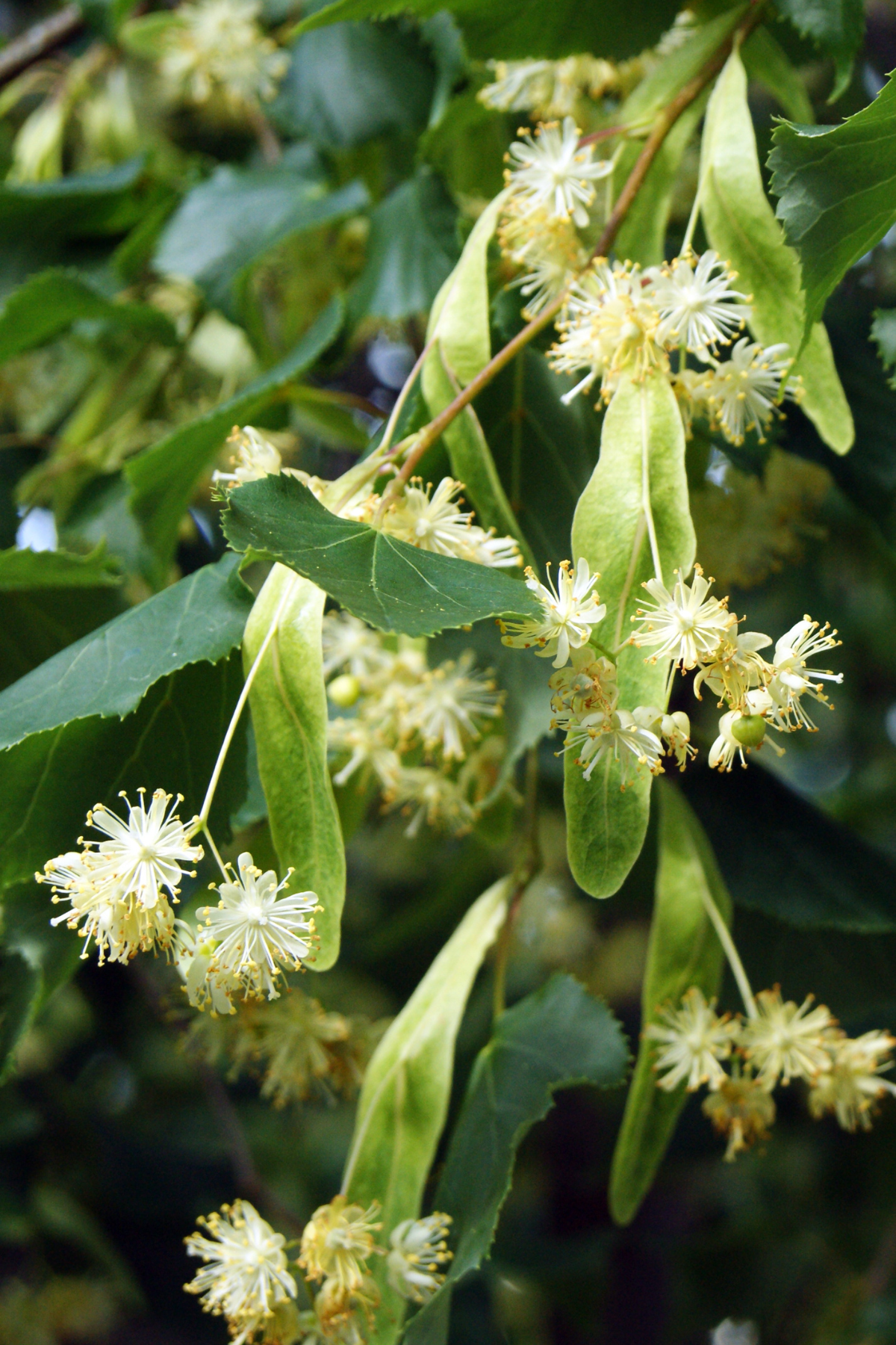Fawn Lily Botanica | Linden Flower Hydrosol - certified organic flower water