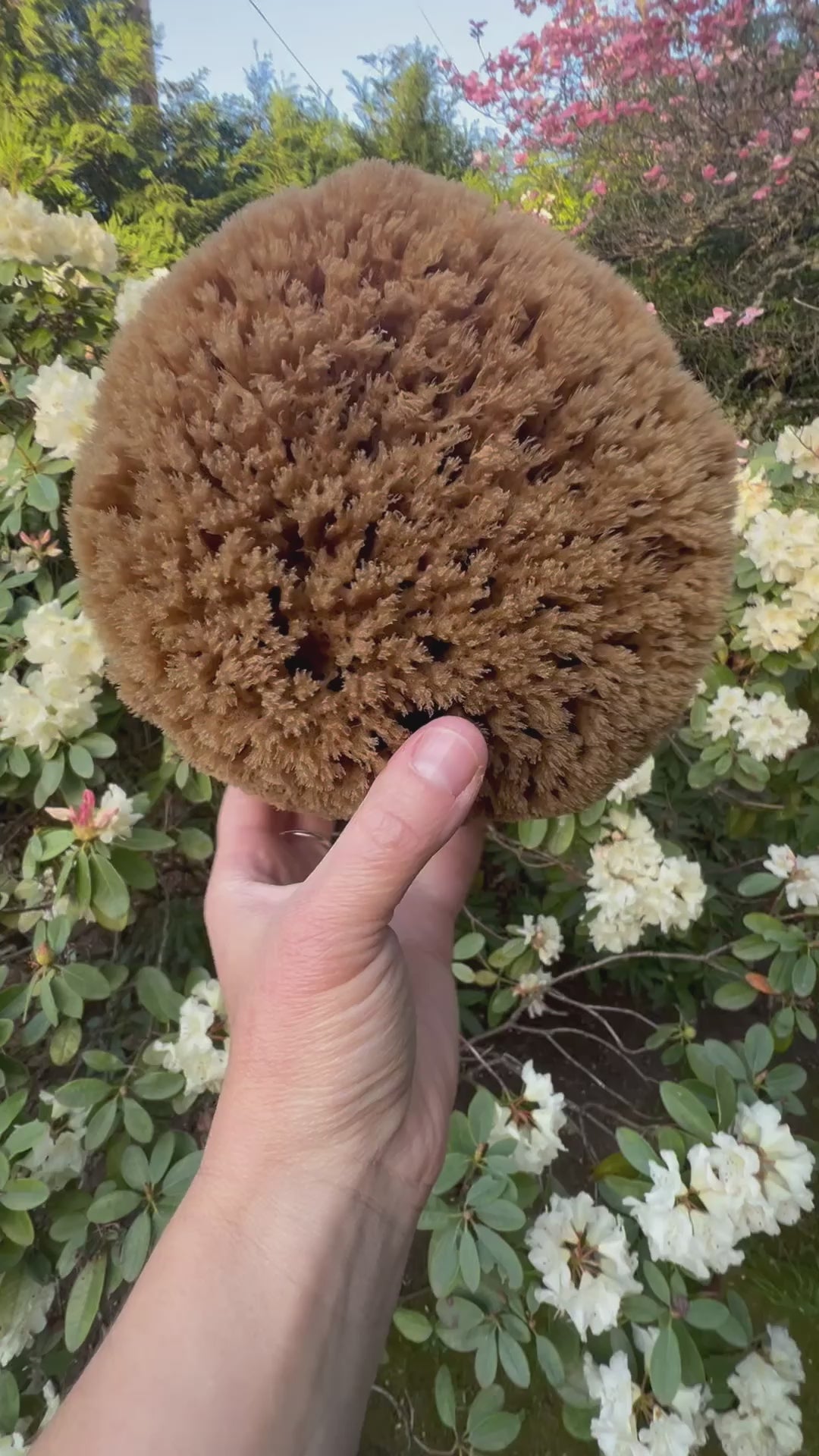 Fawn Lily Botanica | video of unbleached high quality sea sponges for bathing, sustainably harvested and eco friendly