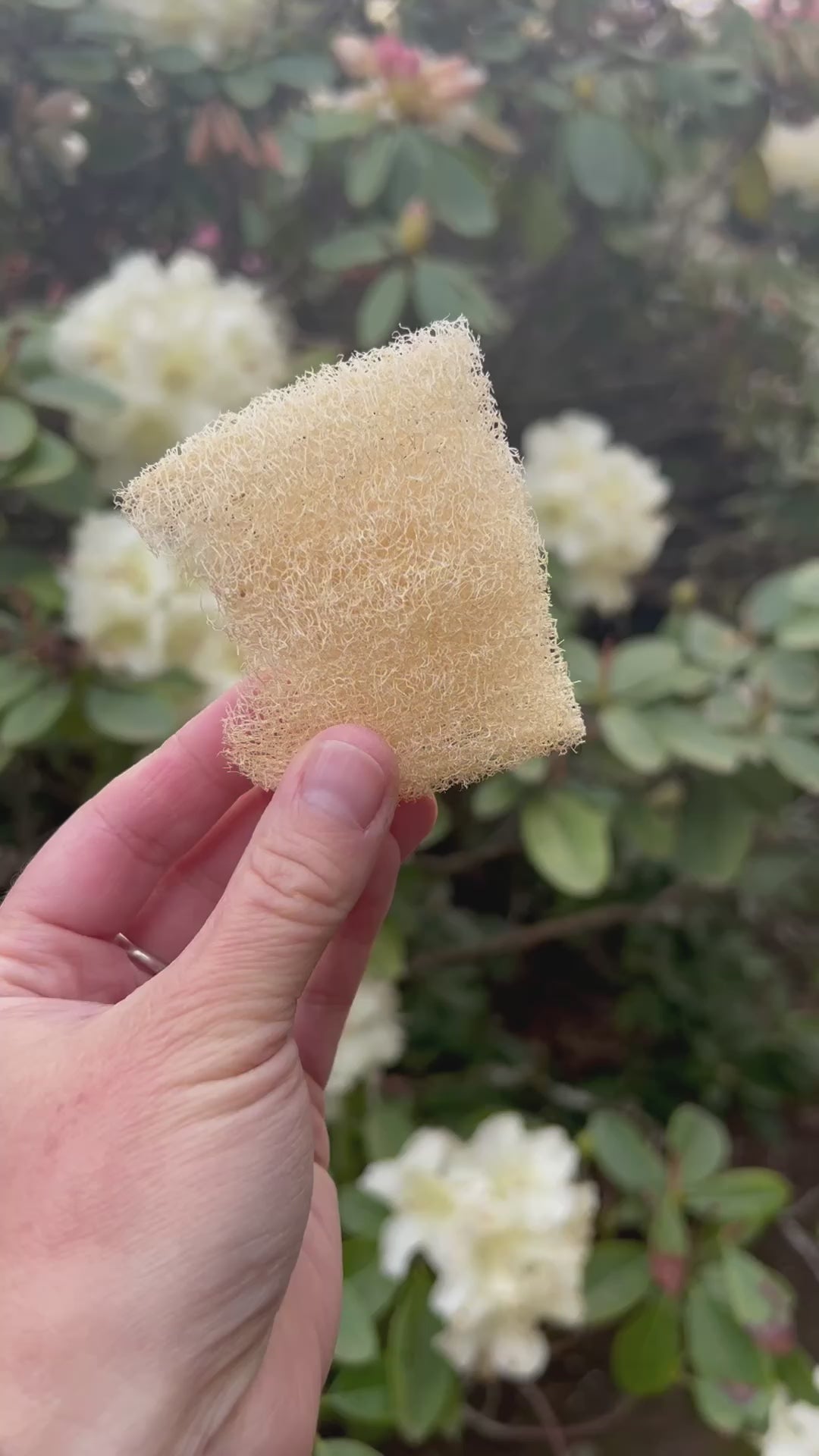 Fawn Lily Botanica | video of the softest facial luffa loofah - organic sustainably grown in USA - benefits of luffa sponges for skin