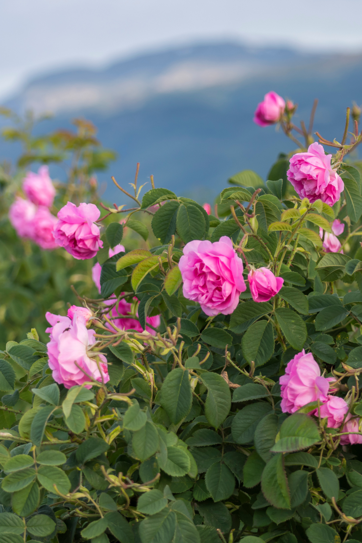 ORGANIC ROSE HYDROSOL | Fawn Lily Botanica - The best quality rose hydrosol! Preservative-free, distilled at low temperatures, completely natural, pure, and undiluted, with no additives, packaged in glass.