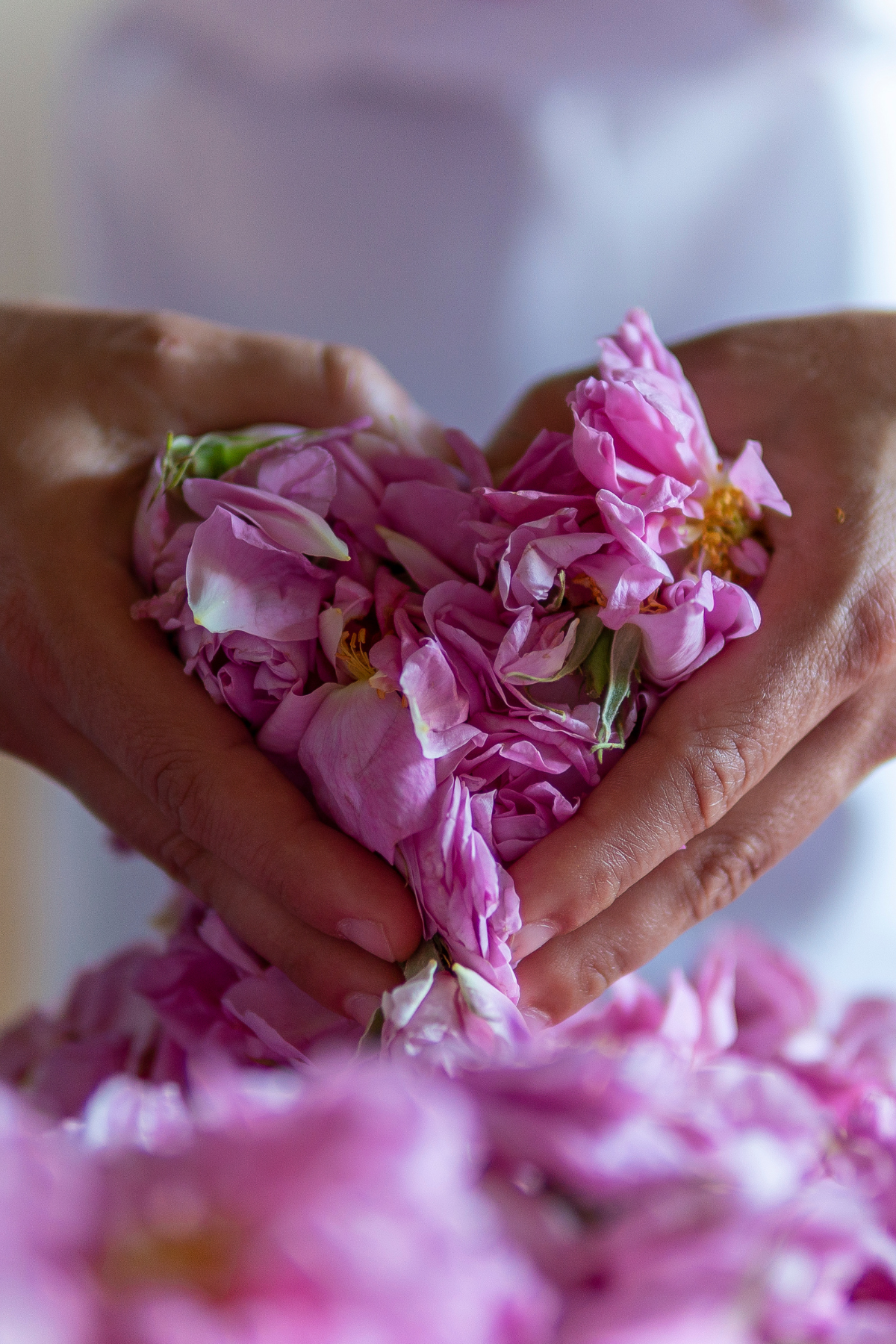 ORGANIC ROSE HYDROSOL | Fawn Lily Botanica - The best quality rose hydrosol! Preservative-free, distilled at low temperatures, completely natural, pure, and undiluted, with no additives, packaged in glass.