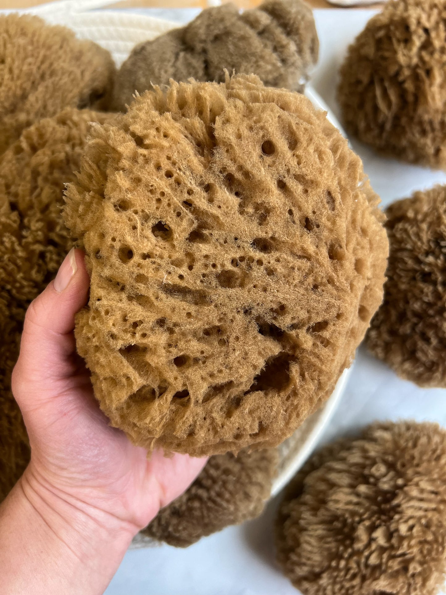 Fawn Lily Botanica | Unbleached Chocolate Bath Sea Sponges, plastic-free bath sponges