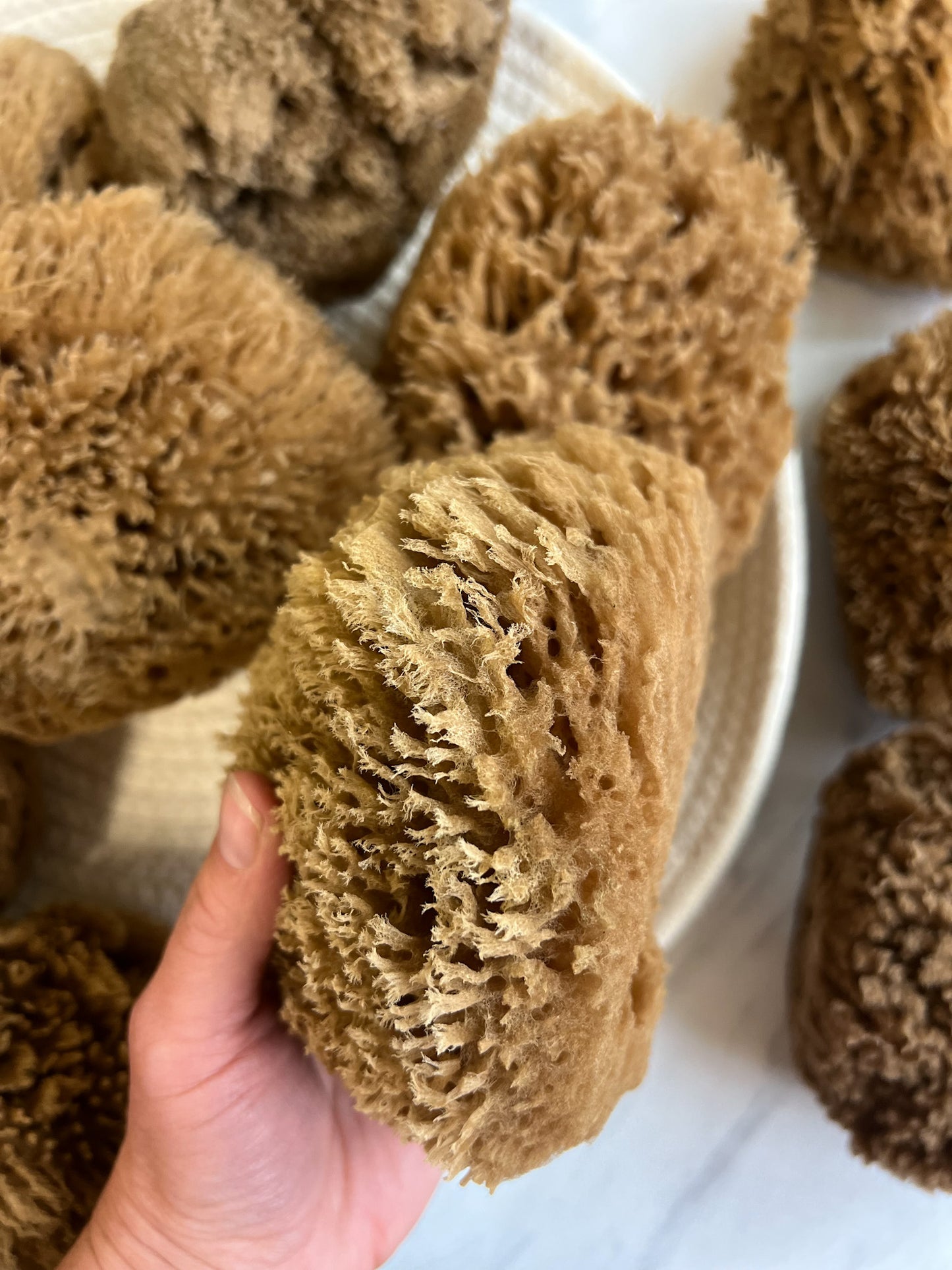 Fawn Lily Botanica | Unbleached Chocolate Bath Sea Sponges, sustainably harvested, eco friendly bathroom