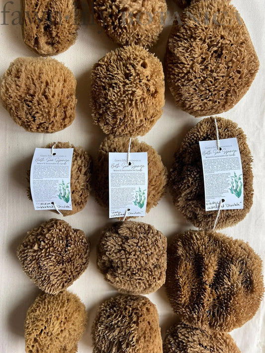 Fawn Lily Botanica | Unbleached Chocolate Bath Sea Sponges, three sizes medium, large, extra large bath sea sponges