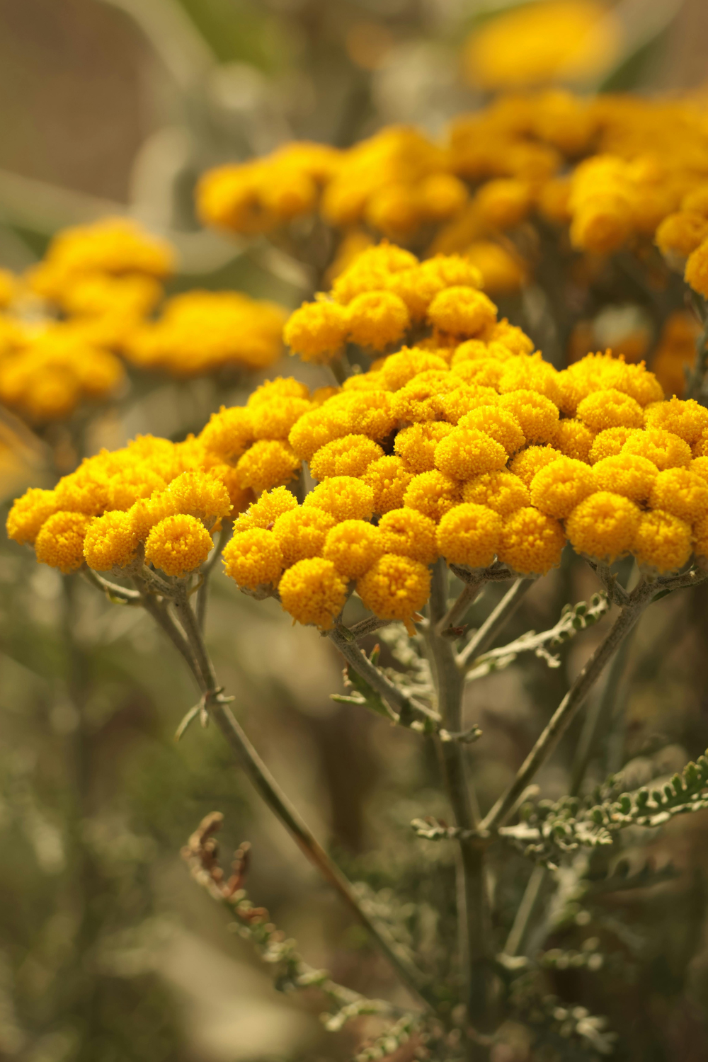 SEASONAL FACIAL SERUM - LIMITED EDITION