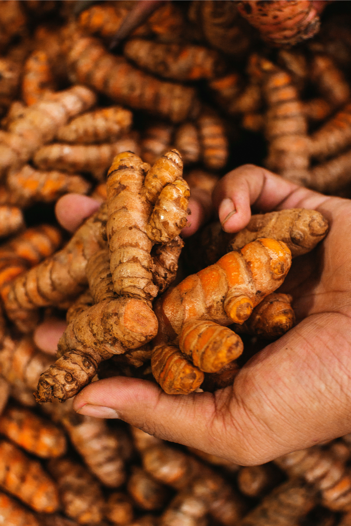 Fawn Lily Botanica | certified organic Turmeric root hydrosol - toning for oily and combination skin