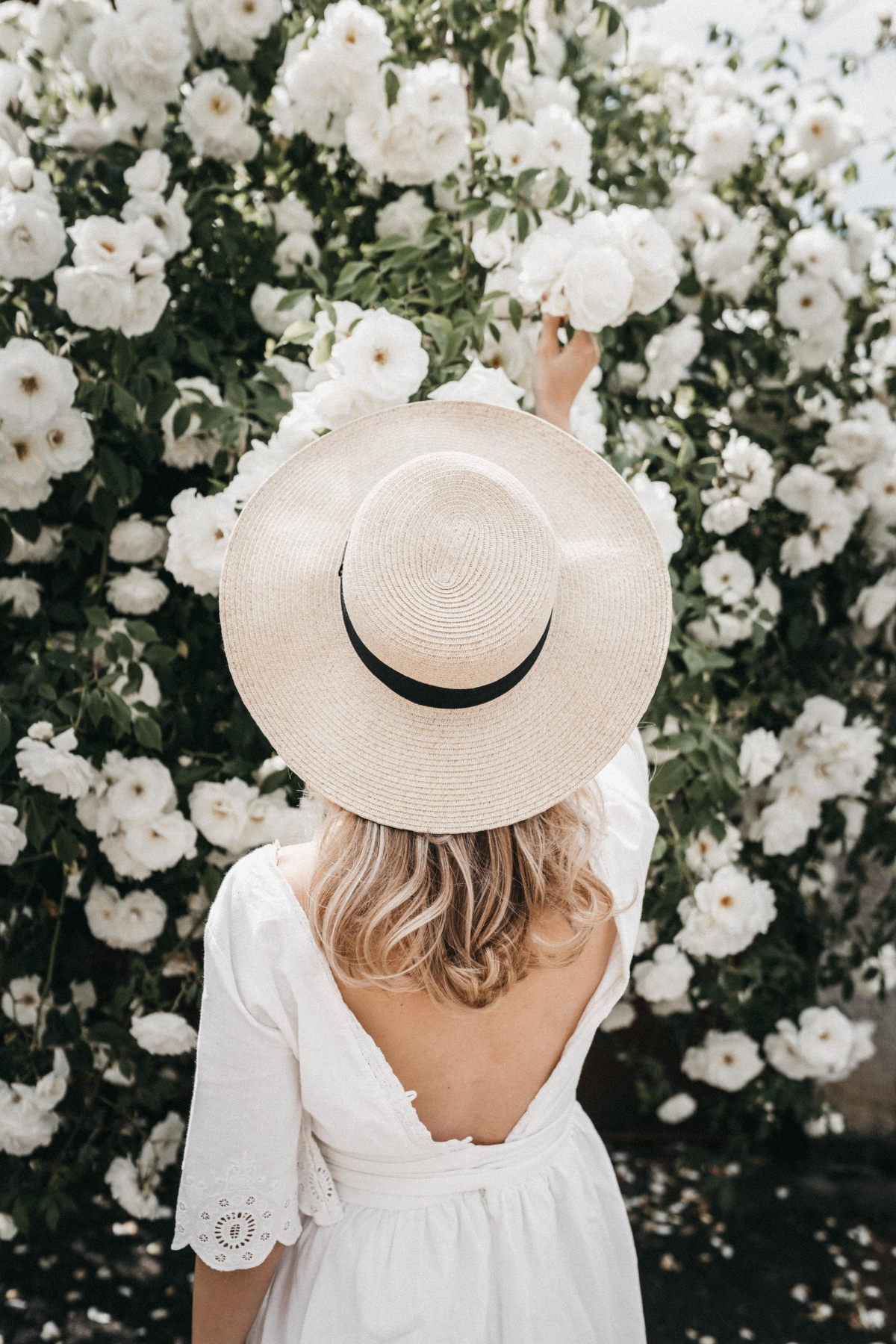 Fawn Lily Botanica | White Rose hydrosol, rosa alba flower water
