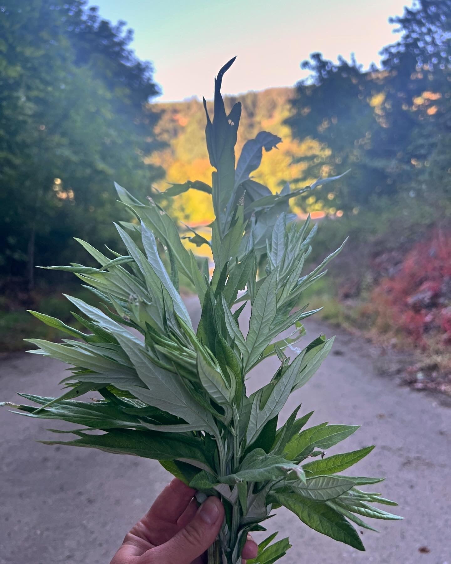 NORTHWEST BOTANICAL SALVE - LIMITED EDITION