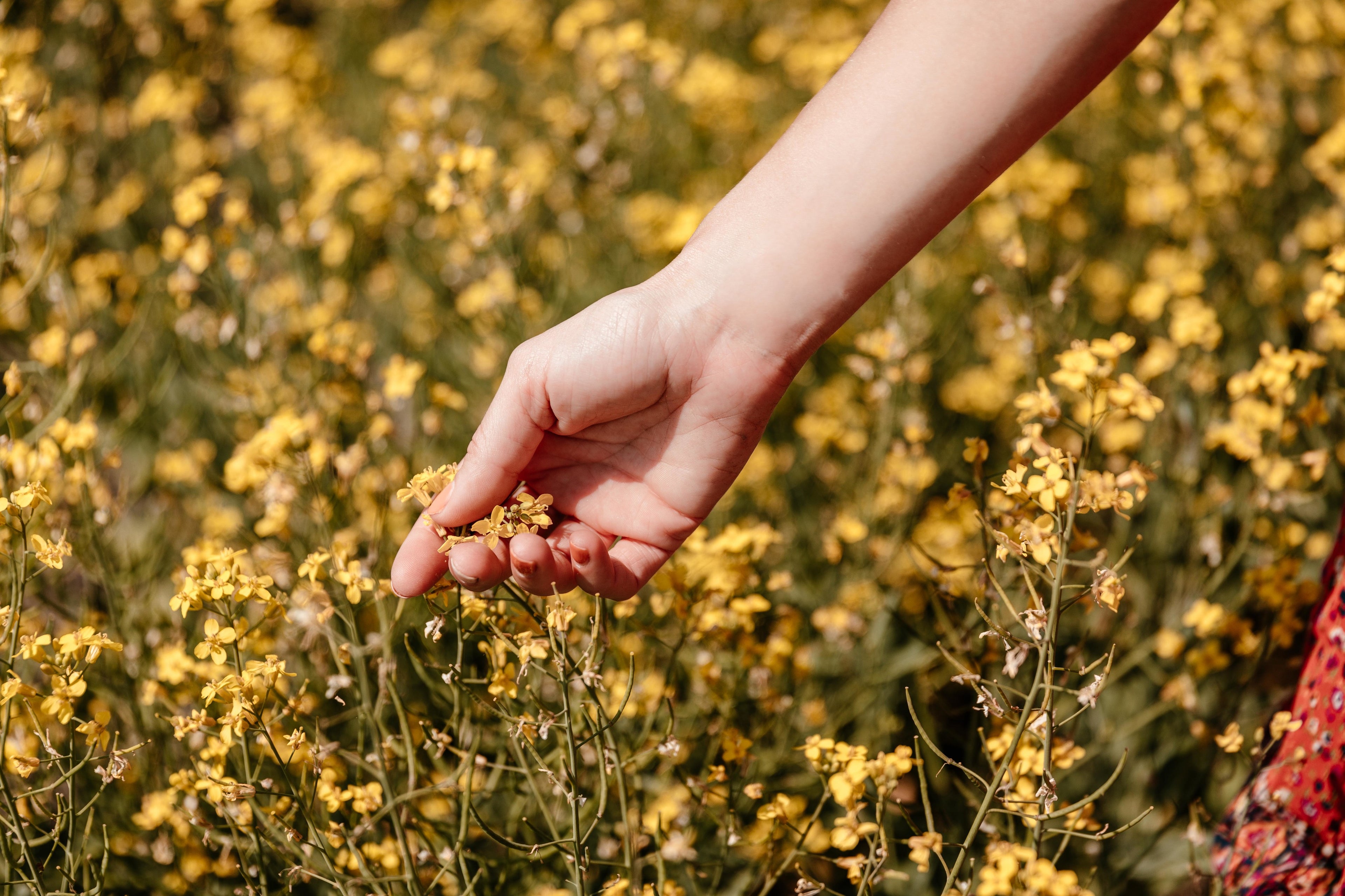 Women in a field of yellow wildflowers wildcrafting Fawn Lily Botanica's skincare products toxin-free, free of synthetics, chemicals, parabens