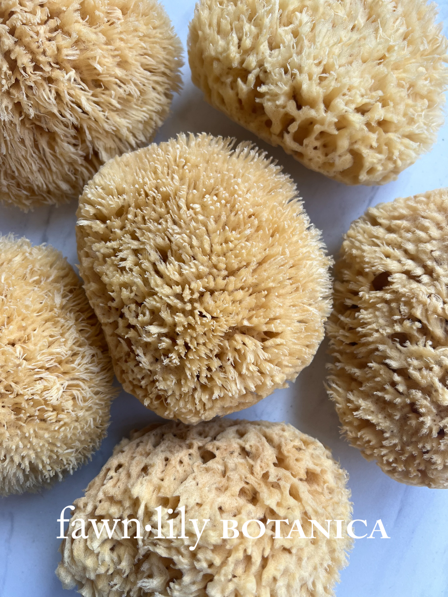 Fawn Lily Botanica | best quality wool bath sea sponges for bathing