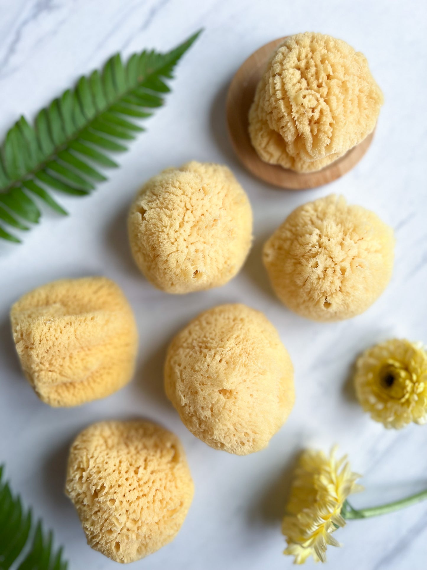 Silk Facial Sea Sponge Caribbean | Fawn Lily Botanica - Sustainable and renewable, these soft natural sea sponges cleanse, exfoliate, and rejuvenate skin.