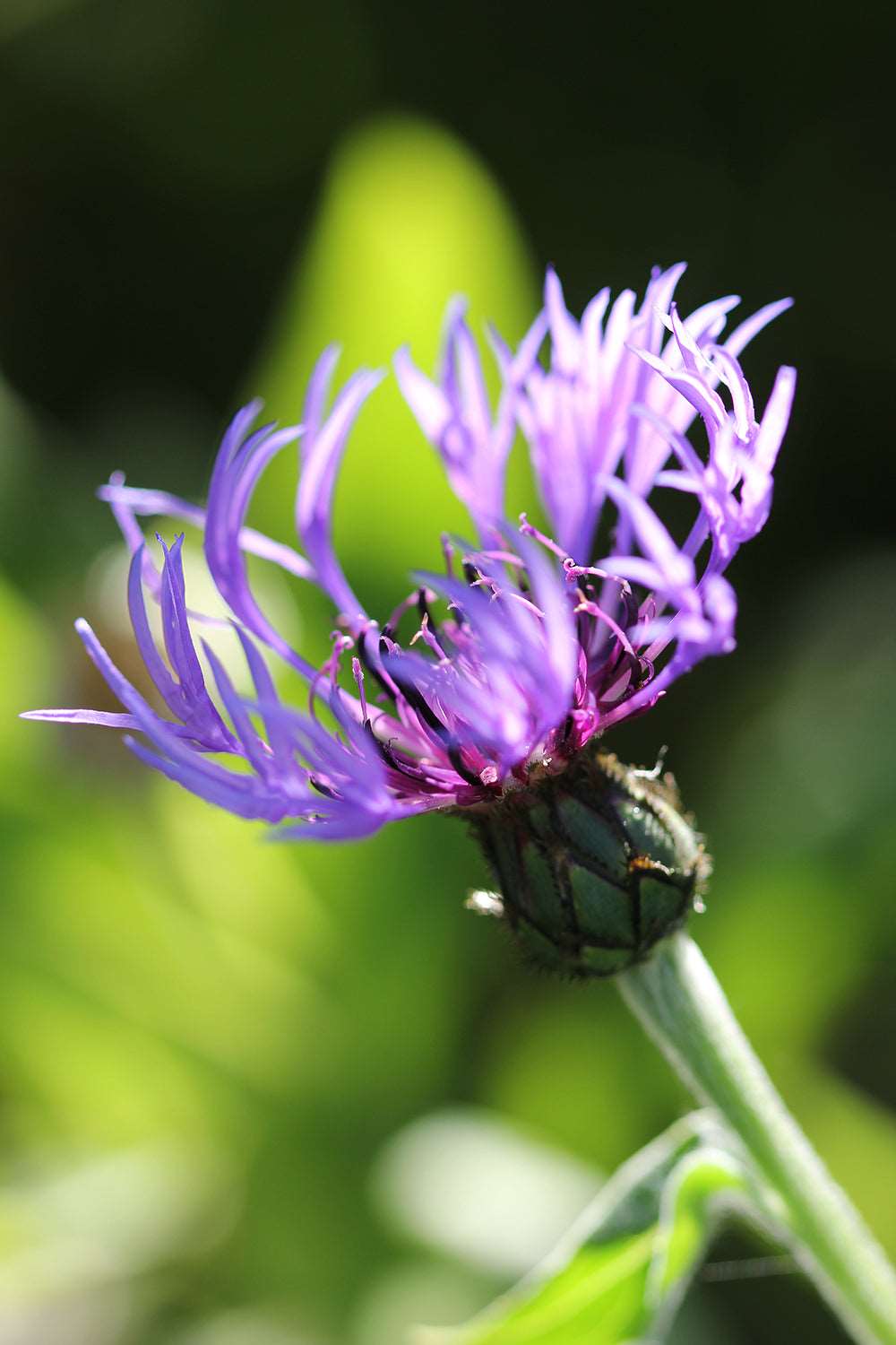 DAILY FLORAL FACIAL CARE COLLECTION | Fawn Lily Botanica