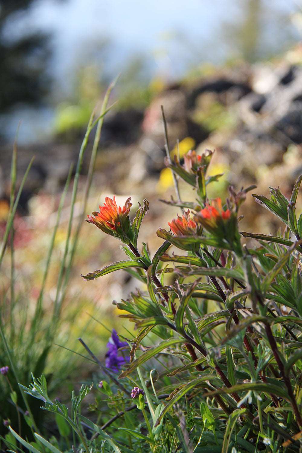 DAILY JUNIPER + MINT FACIAL CARE COLLECTION | Fawn Lily Botanica