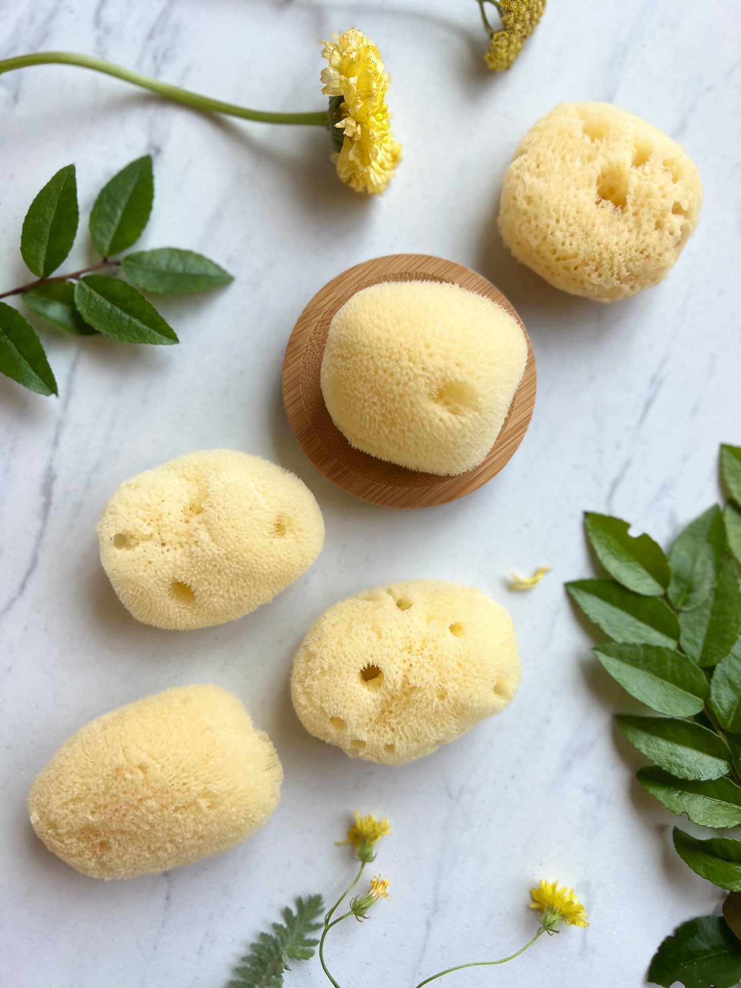 Silk Facial Sea Sponge Philippines | Fawn Lily Botanica - Sustainable and renewable, these soft natural sea sponges cleanse, exfoliate, and rejuvenate skin.