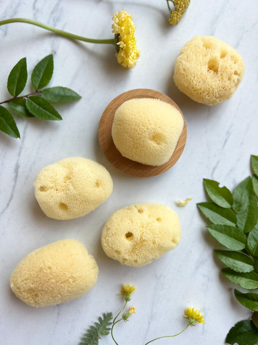 Silk Facial Sea Sponge Philippines | Fawn Lily Botanica - Sustainable and renewable, these soft natural sea sponges cleanse, exfoliate, and rejuvenate skin.